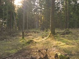 IMGP8732_Morgenstemning_I_skoven